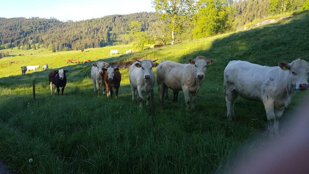 Ferienwohnung Haus am Scheibenfelsen St. Blasien Exterior foto